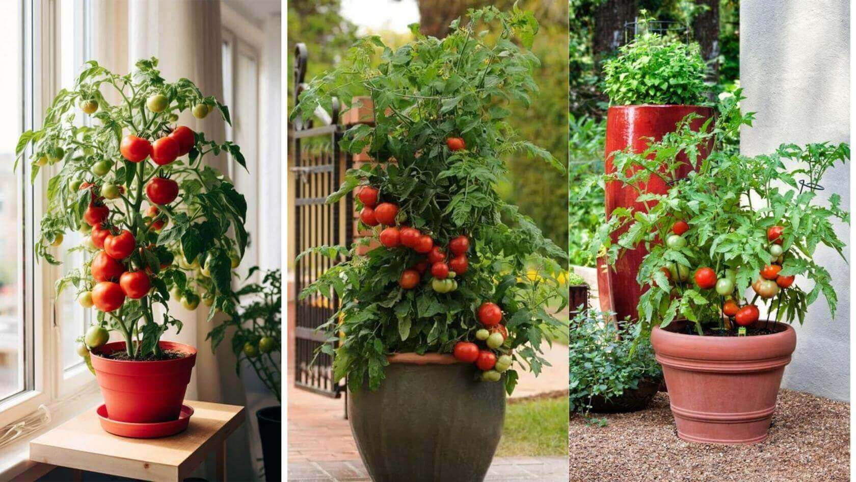 Fotografias com plantas de tomates em vasos