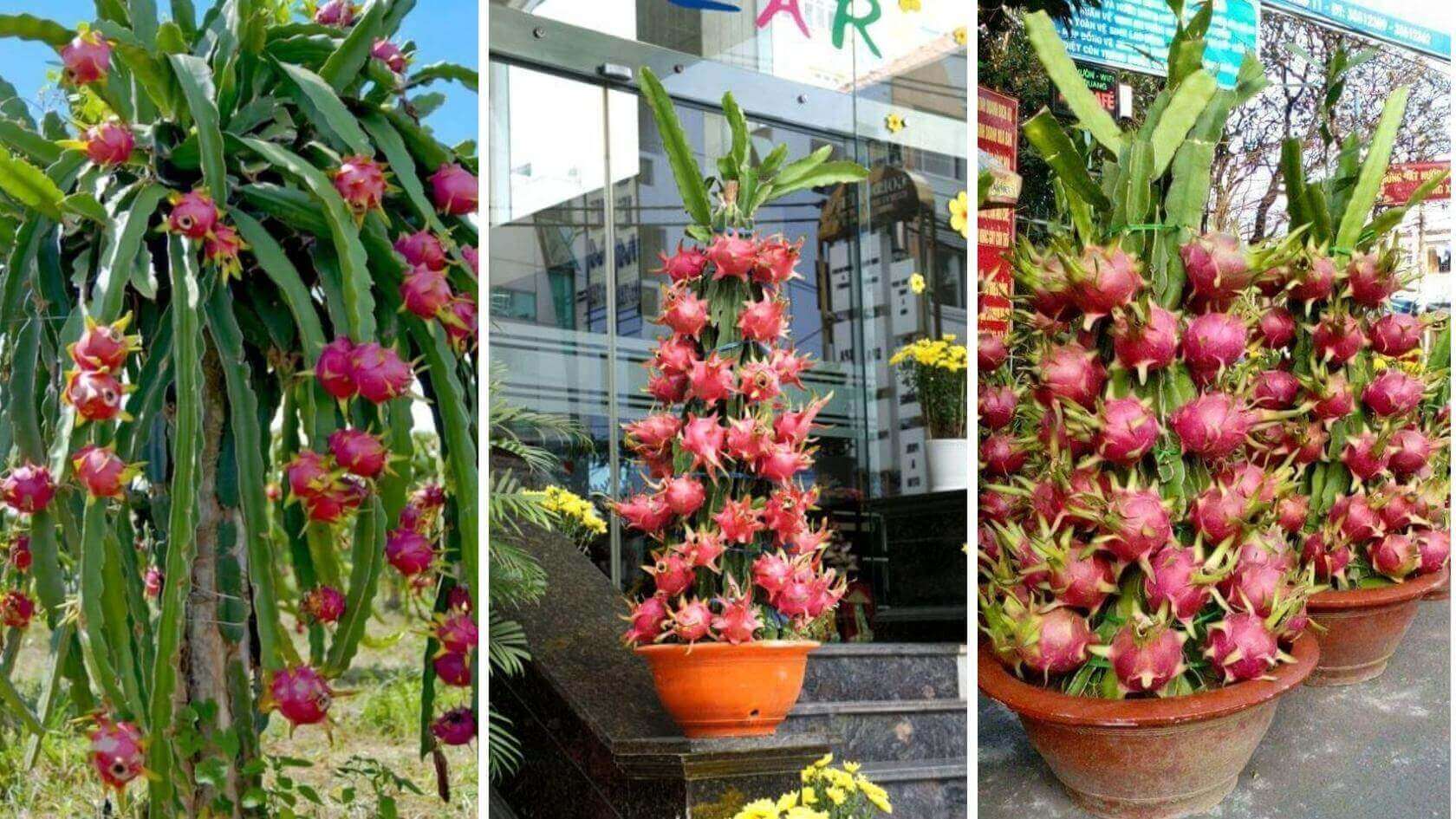 Fotografia de vasos com planta de pitaia